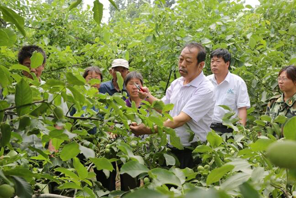 圖為李保國在田間為農戶講解核桃栽培實用技術。